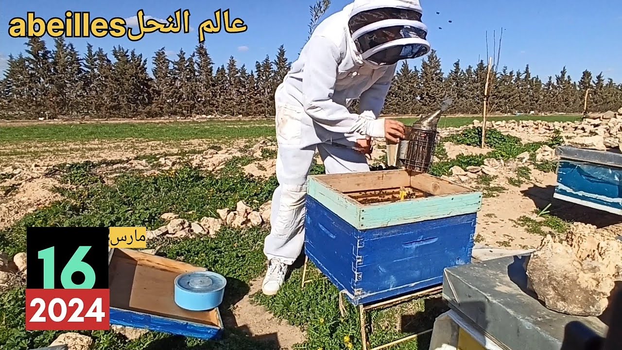 طريقتي في تقسيم خلايا النحل داخل المنحل دون نقل التقسيمات بعيدا .