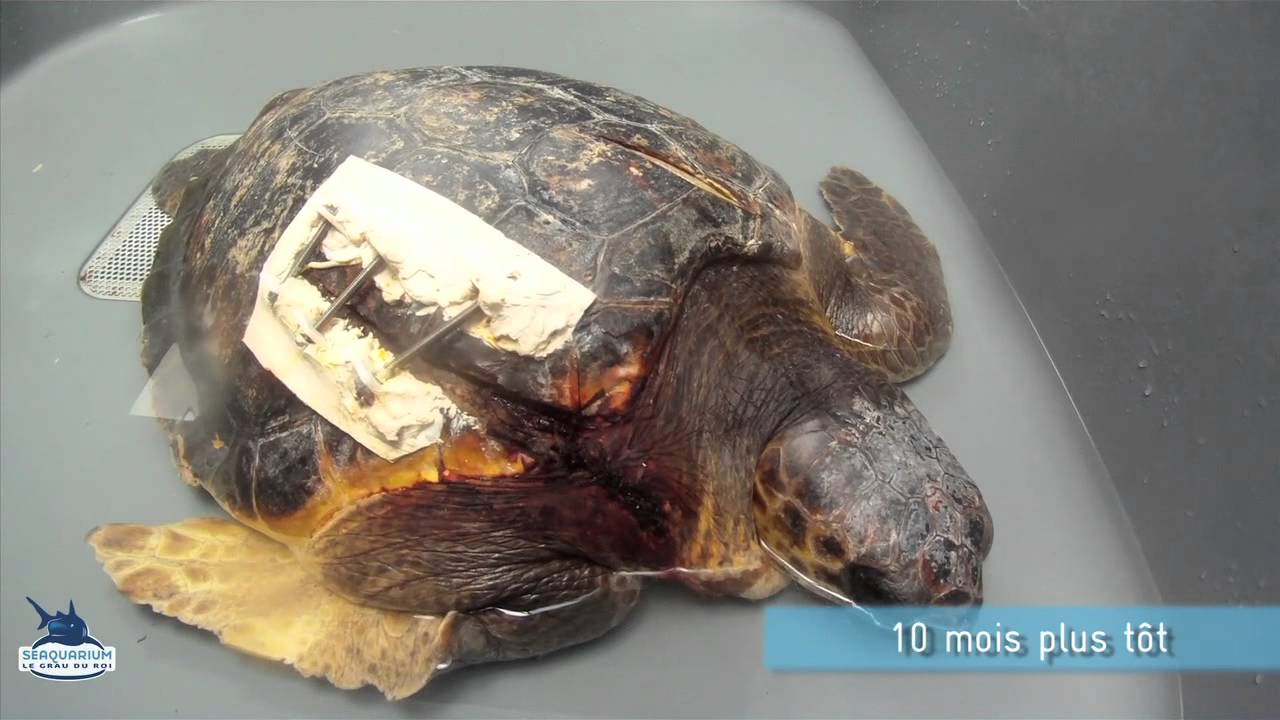 Tortues marines.Victimes de collisions