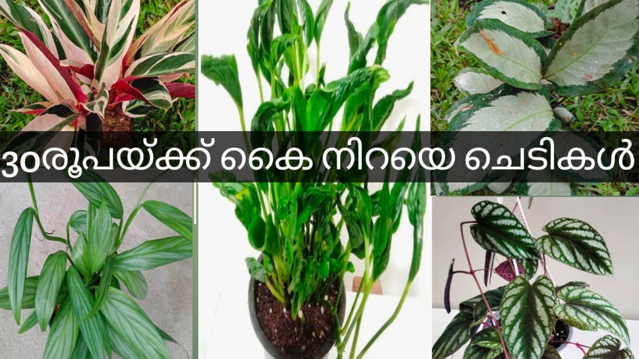 30രൂപയ്ക്ക് കൈ നിറയെ ചെടികൾ #calathea #pothos #philodendron WA 8921978311