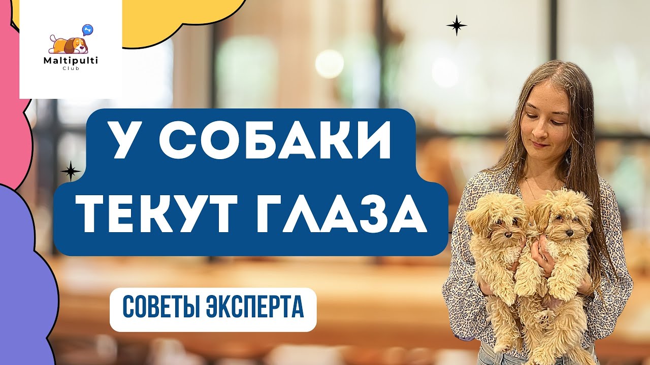 Почему текут глаза у мальтипу? Той-пуделя?Причины. Решение. Кормление.