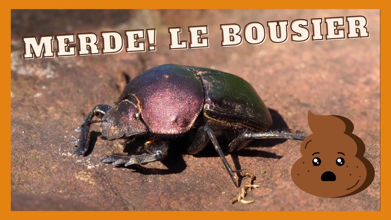 Les bousiers - Dung Beetles
