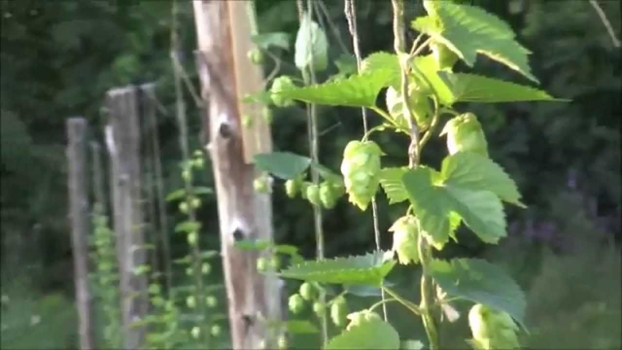 Growing organic hops in Eastern Ontario