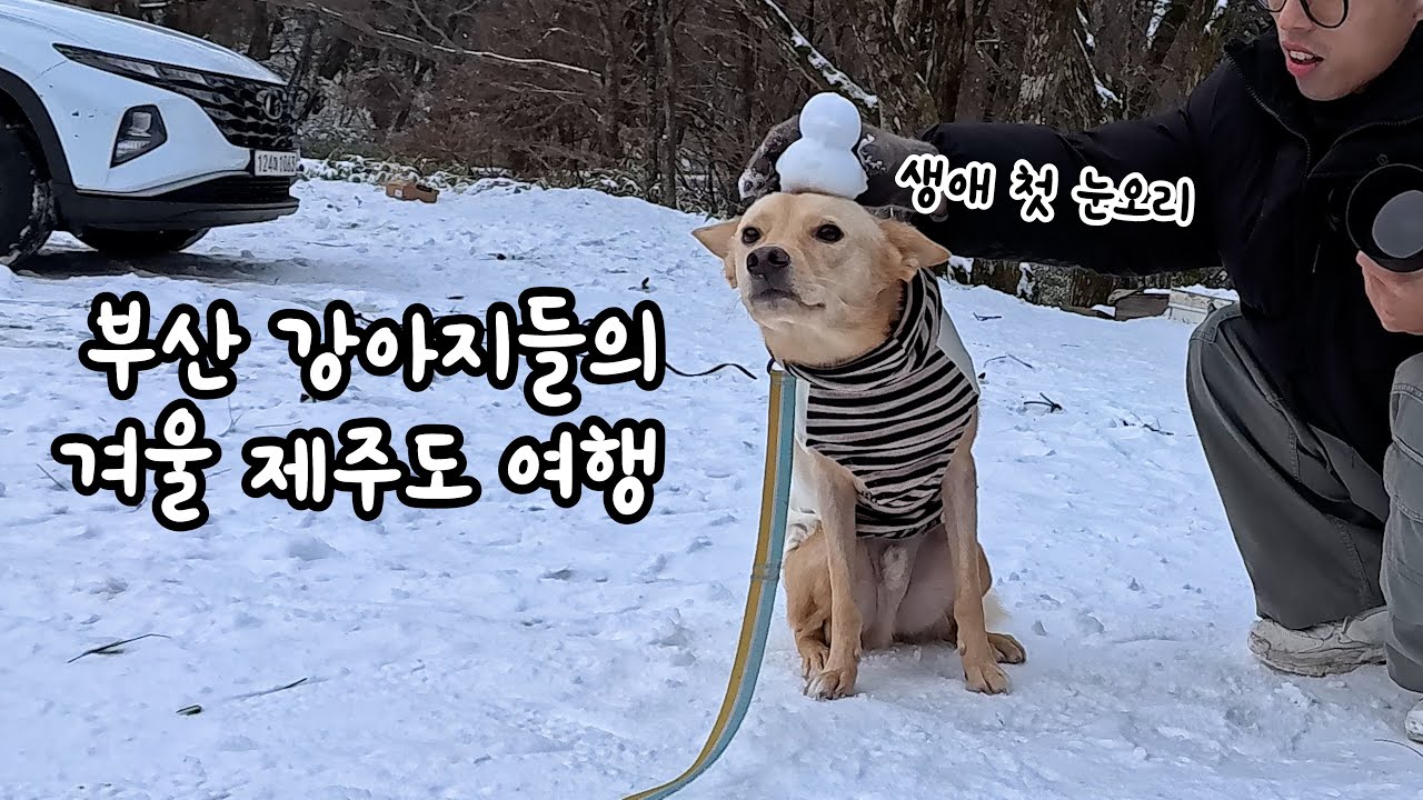 강아지랑 제주도 여행_2편 (제주도 눈구경, 필름로그, 제주도민 맛집, 목장카페 밭디, 춘식이와 옥희)