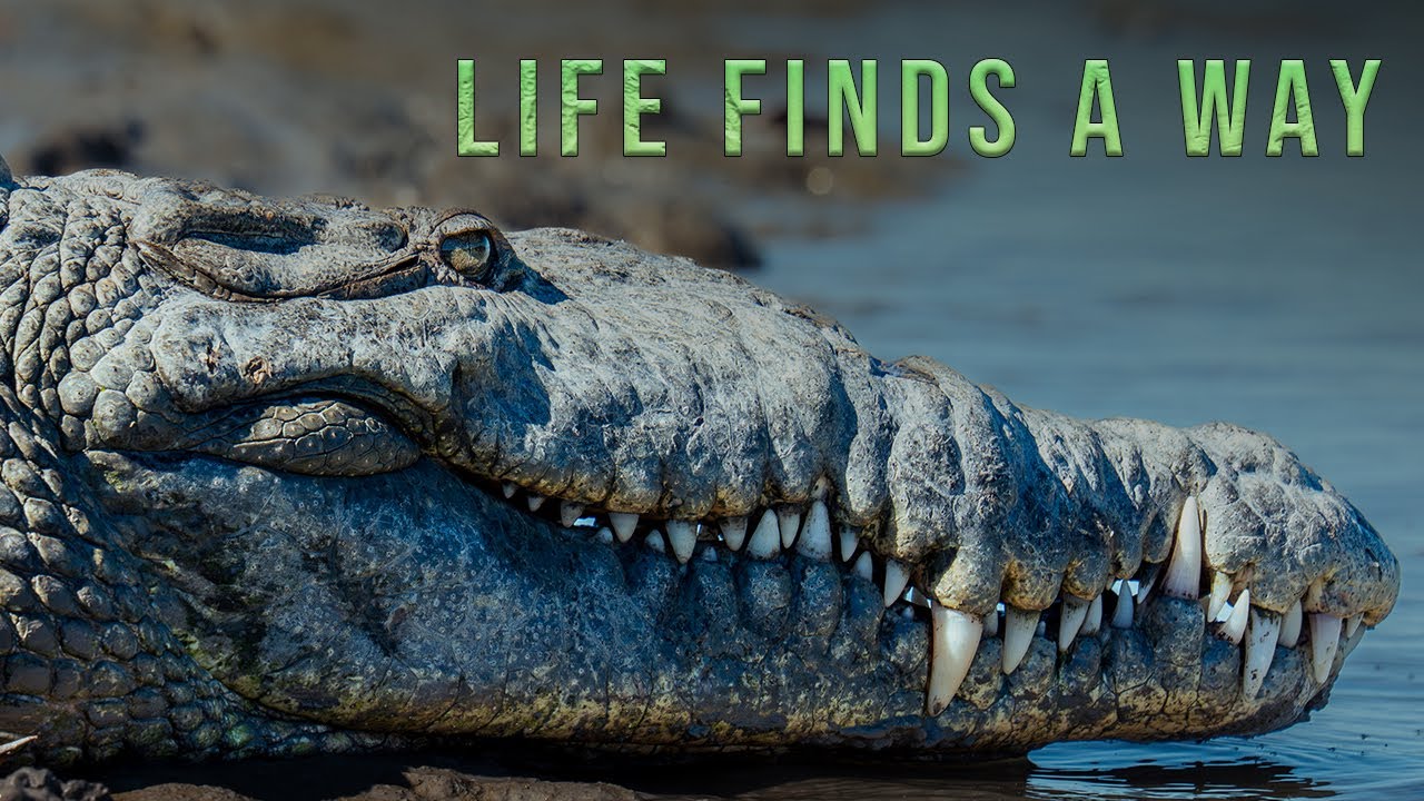 Deep in the Everglades Backcountry with Crocodiles | Documentary Teaser