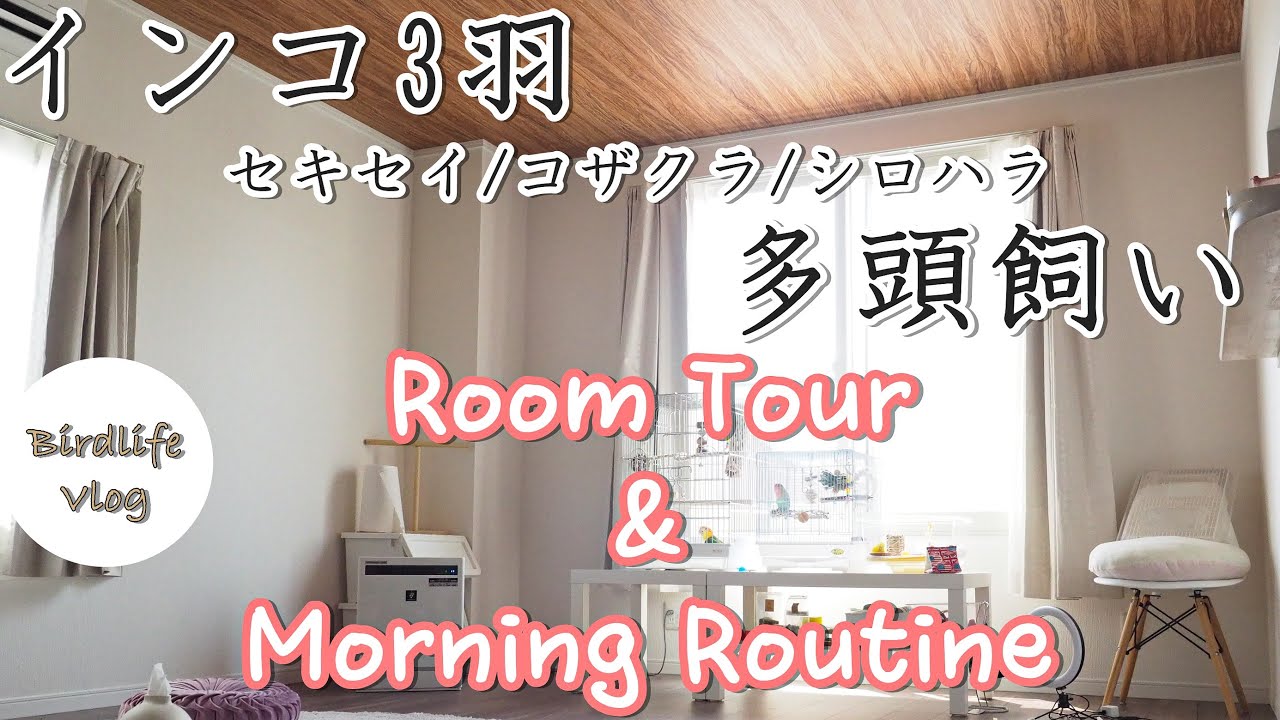 インコ3羽 多頭飼い ルームツアー＆モーニングルーティーン vlog セキセイ コザクラ シロハラ