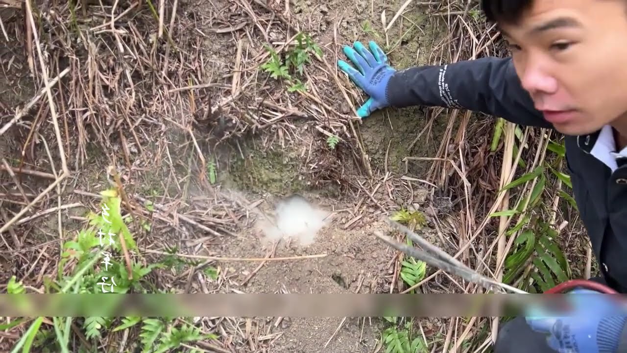 Driving Rats Out of Burrows with Peppercorn Smoke – Watch Them Run Wild  | Mouse Hunter