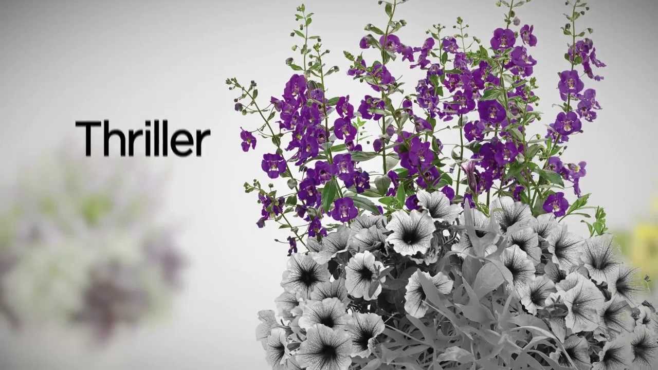 How to Create the Perfect Container Garden | Thriller, Filler, Spiller Tips by Proven Winners®