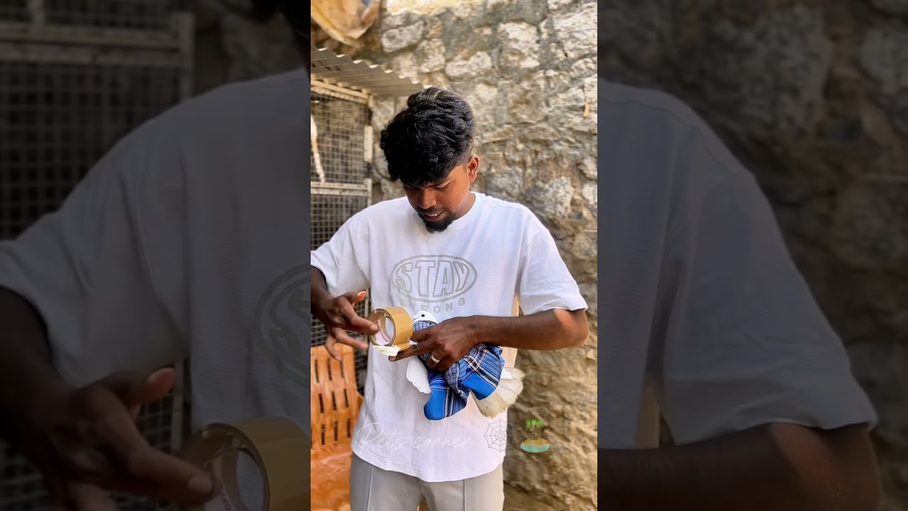 புறா கறி யா வைக்க போரென்⁉️| Pets corner |#trending #tamil #pigeons #pigeonlover #pigeon #ytshort #yt