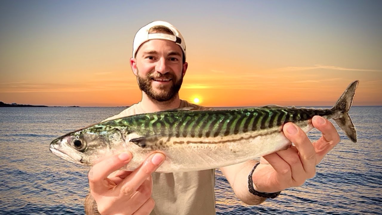 Catching A HUGE Mackerel for Food! UK Mackerel Catch & Cook