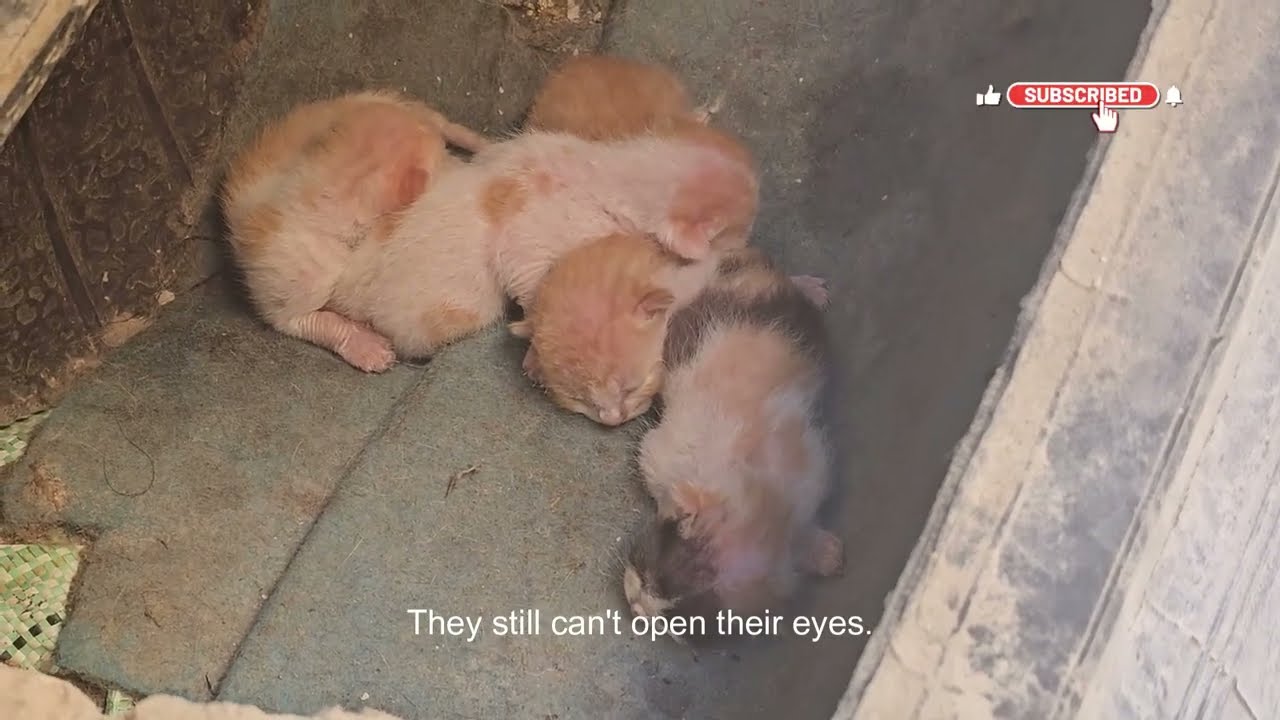 Stray Cat Giving Birth / The Story of Cal the Stray Cat
