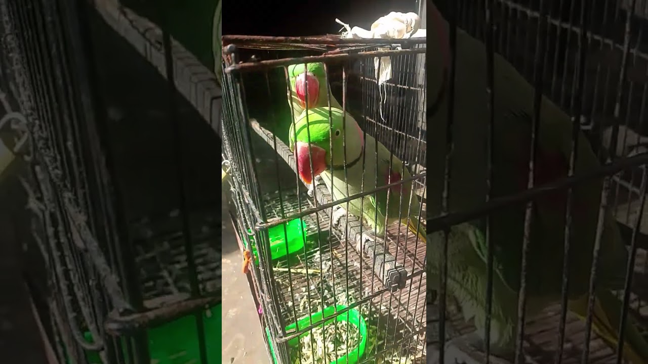 Talking parrots viral video | #viral #viralvideo #shortsfeed 