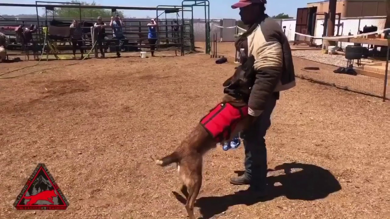 Belgian MALINOIS DOG Obedience Basic K9 Dakota