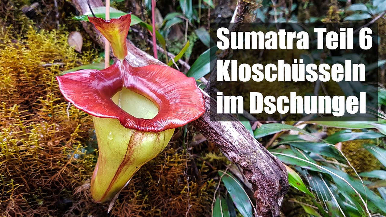 #60 Nepenthes auf Sumatra Teil 6 - spektakuläre Arten im Hochland