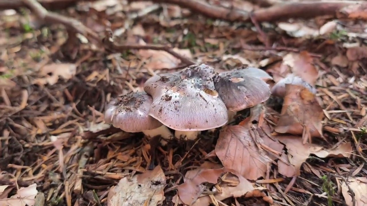 Cueillette de champignons 🍄 🍄 le Charbonnier