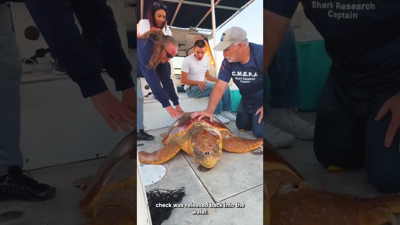 CMERA Sea Turtle Rescue Video #turtle #ocean #seaturtles #seaturtlerescue #marinebiology #