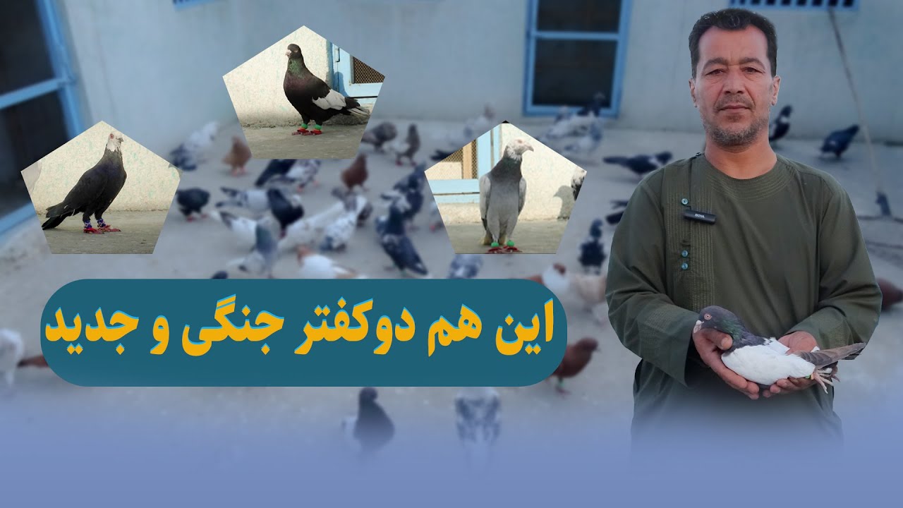 0260-  این هم دو کفتر جنگی و جدید/Afghan Shawqi