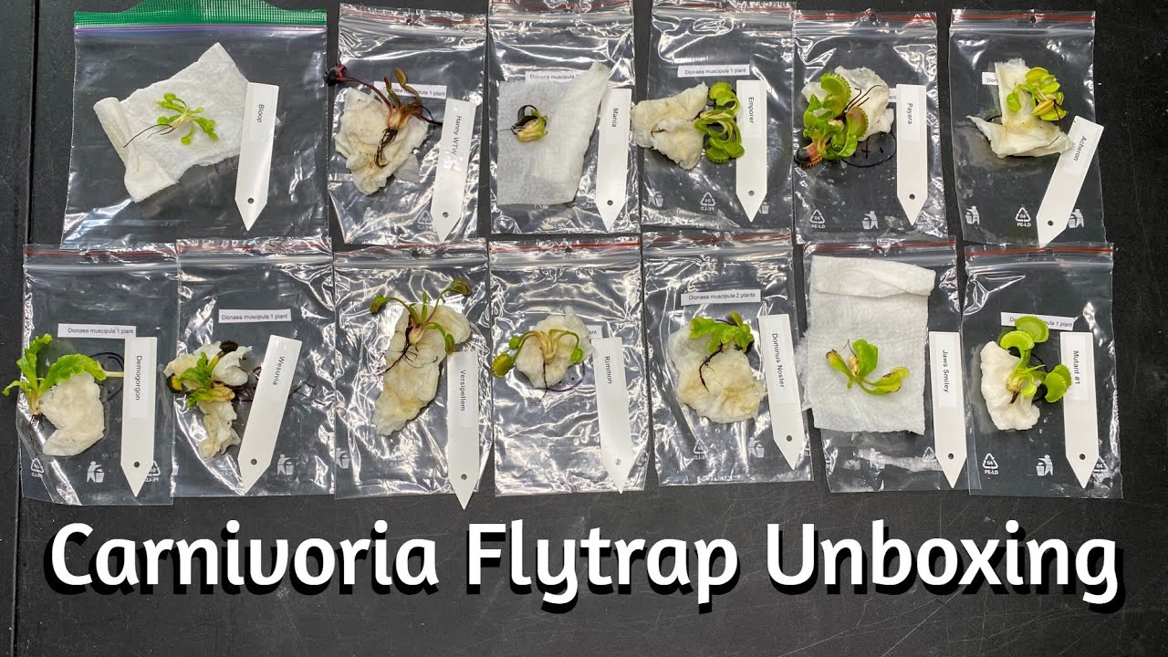 Flytrap Unboxing from Carnivoria - Unboxing and Review