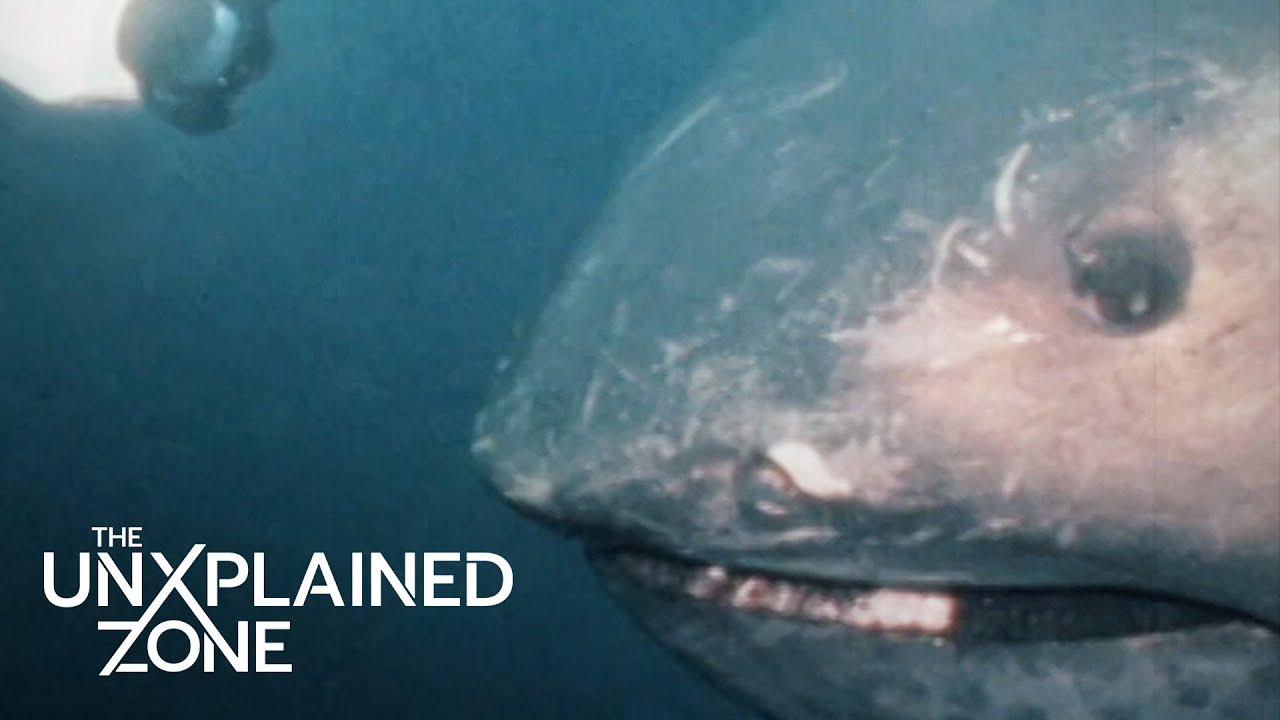 14-FOOT-LONG SEA BEAST &ldquo;This is UNKNOWN to Science&rdquo; (Season 3) | MonsterQuest | The UnXplained Zone