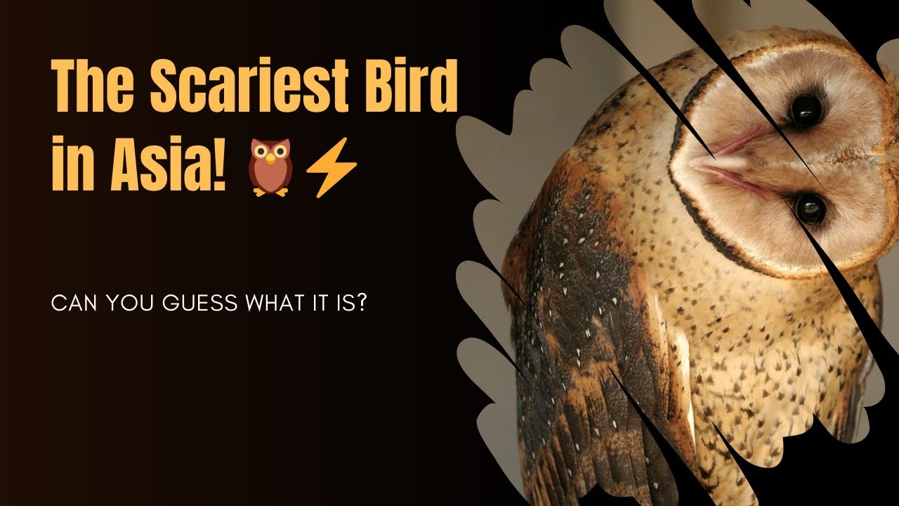 Barn Owls in Asia: Death Omens or Spirit Guardians? 🦉 | WildWhisper