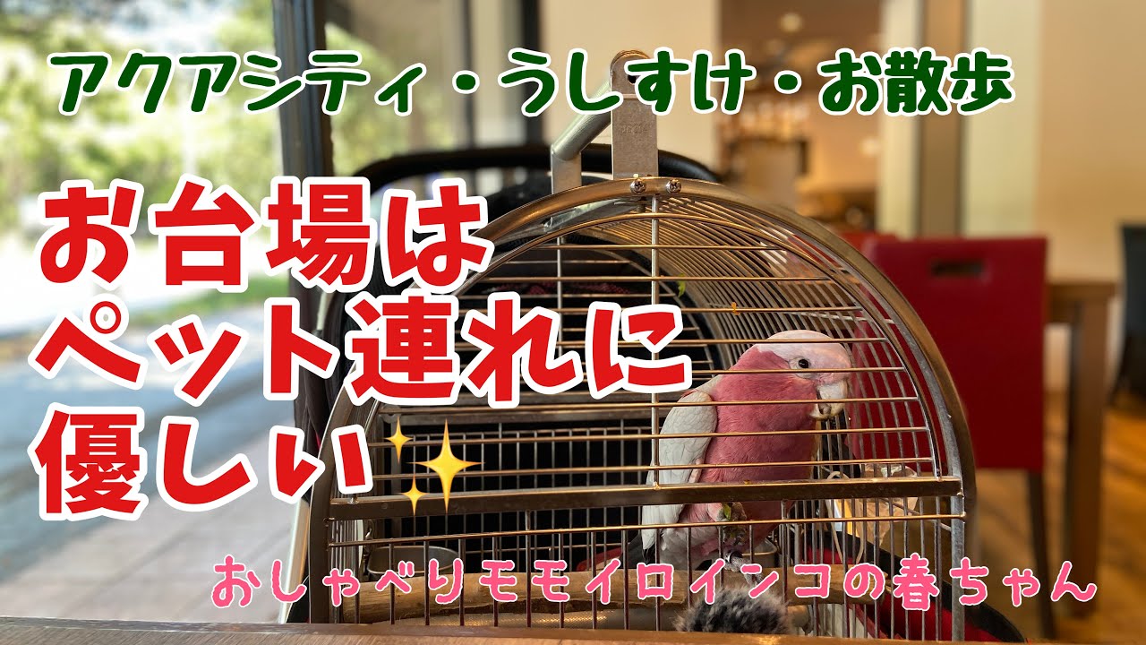 【ペット連れランチの聖地？！】お台場うしすけに行ってきたよ【おしゃべりモモイロインコの春ちゃん】