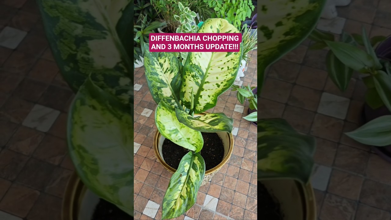 DIFFENBACHIA CHOPPING AND 3 MONTHS UPDATE 