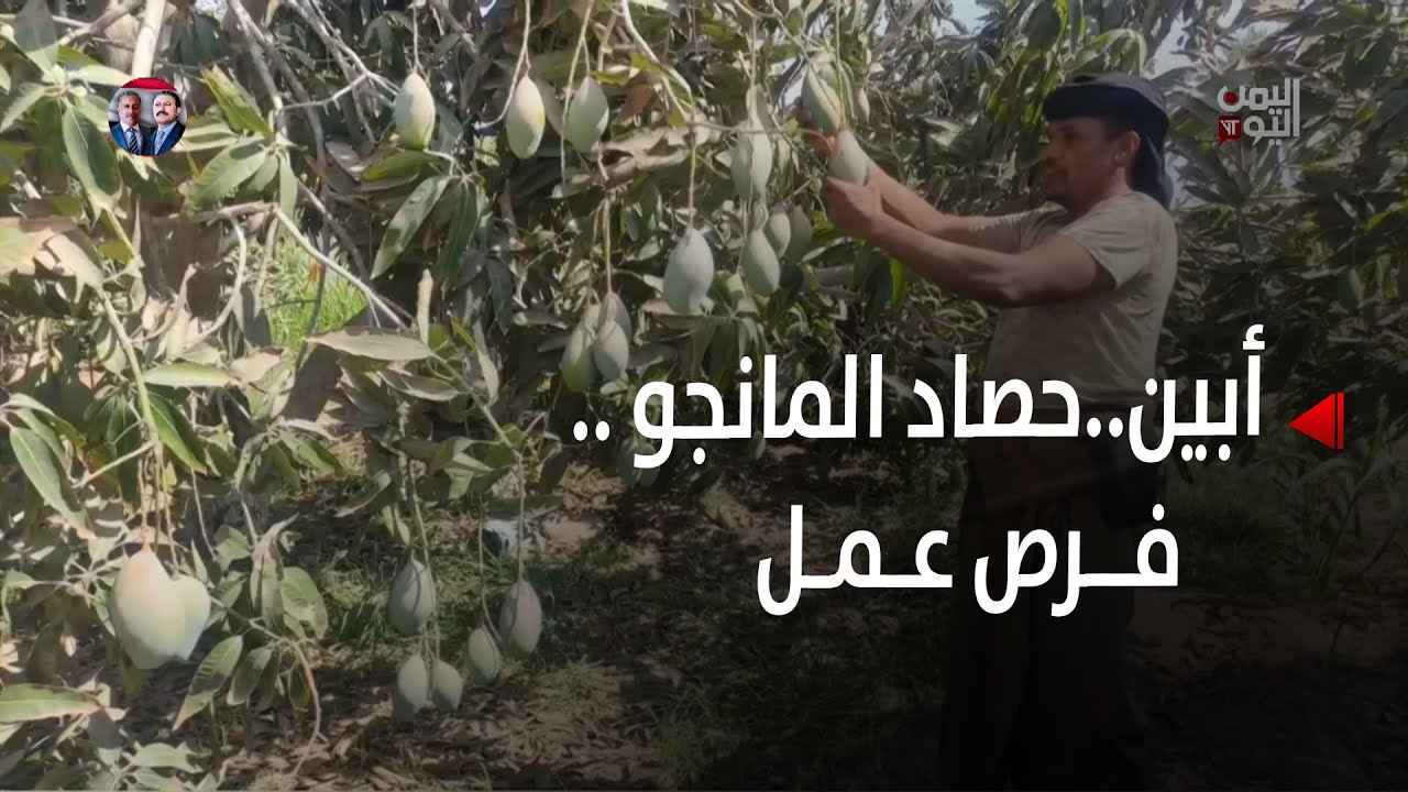 أبين | موسم حصاد المانجو.. فرصة ثمينة للباحثين عن عمل - تقرير: عبد الله البحري - قراءة: معين ردمان