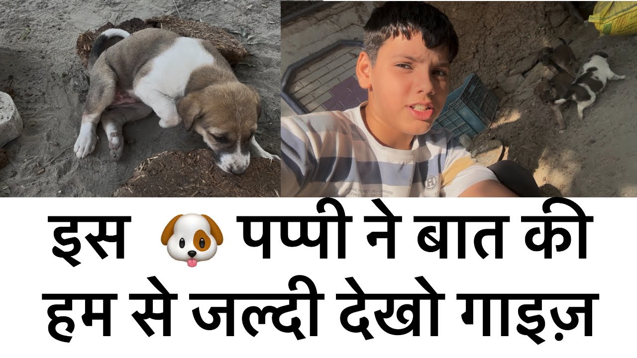खूब मज़ा आया बेबी डॉग 🐶 से बात कर के 🤣😂#comedy #funny #vlog 