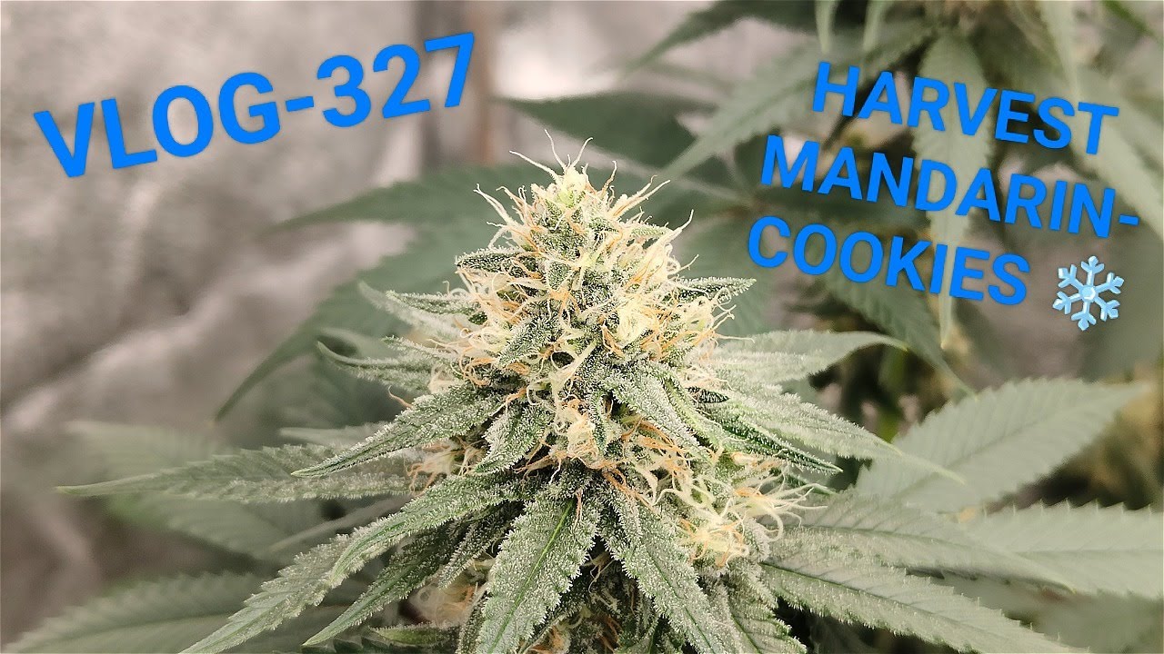 Mandarin Cookies Harvest, New Clones, VLOG NR 327