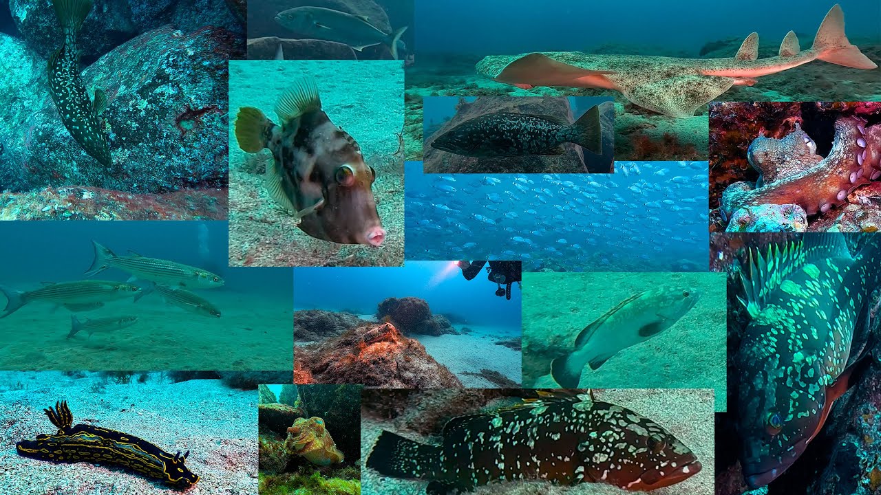 Buceo en playa Flamingo, playa Blanca, Lanzarote 9-12-2024
