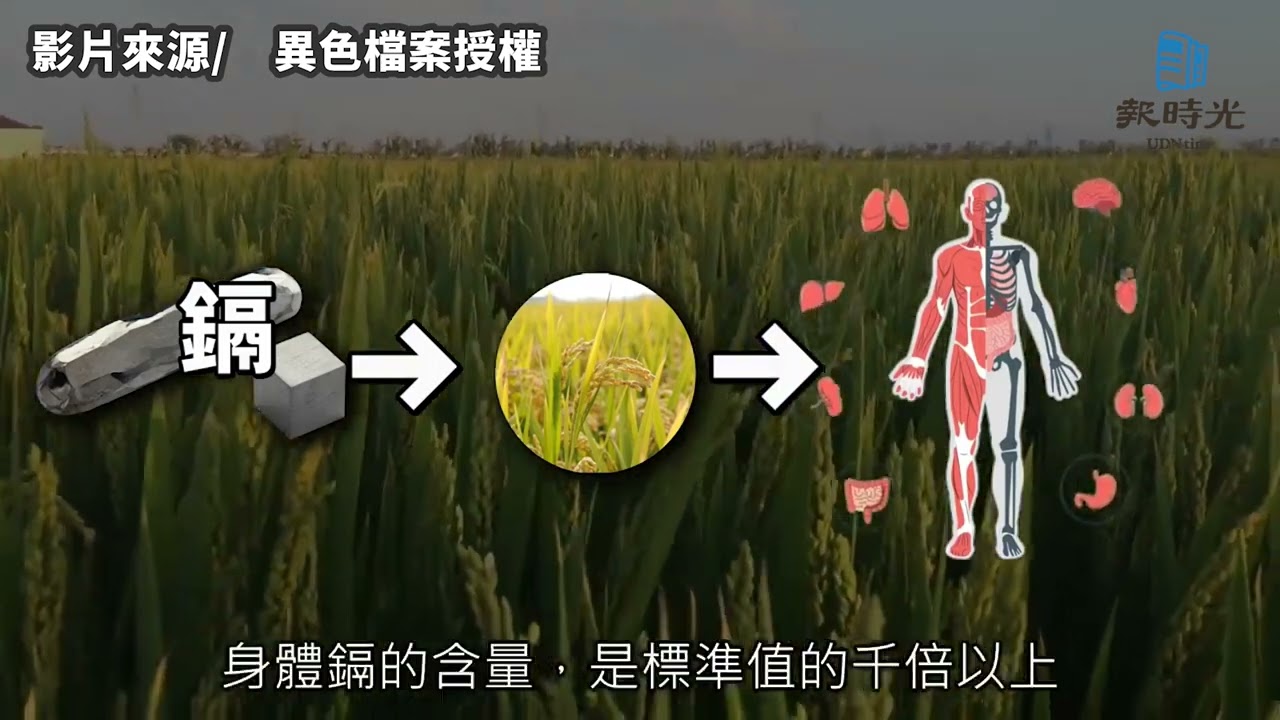 鎘中毒釀痛痛病 工業化下的農地創傷｜鎘米事件 @異色檔案