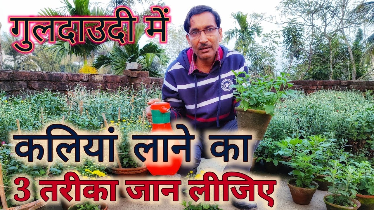 गुलदाउदी में कलियां लाने का 3 बेहतरीन तरीके जान लें / 3 Best tricks for budding in Chrysanthemum