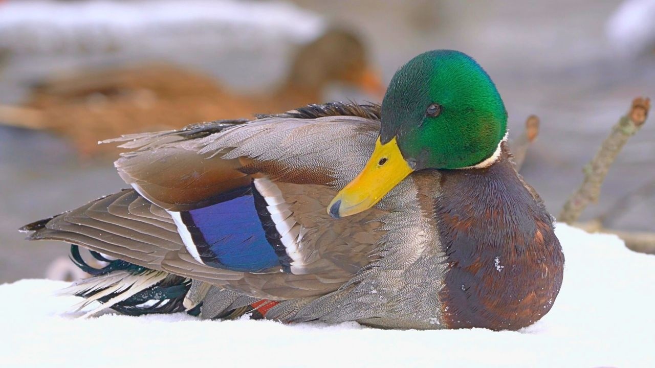 Ragged Old Arctic River Drake [4K] Mallard Duck