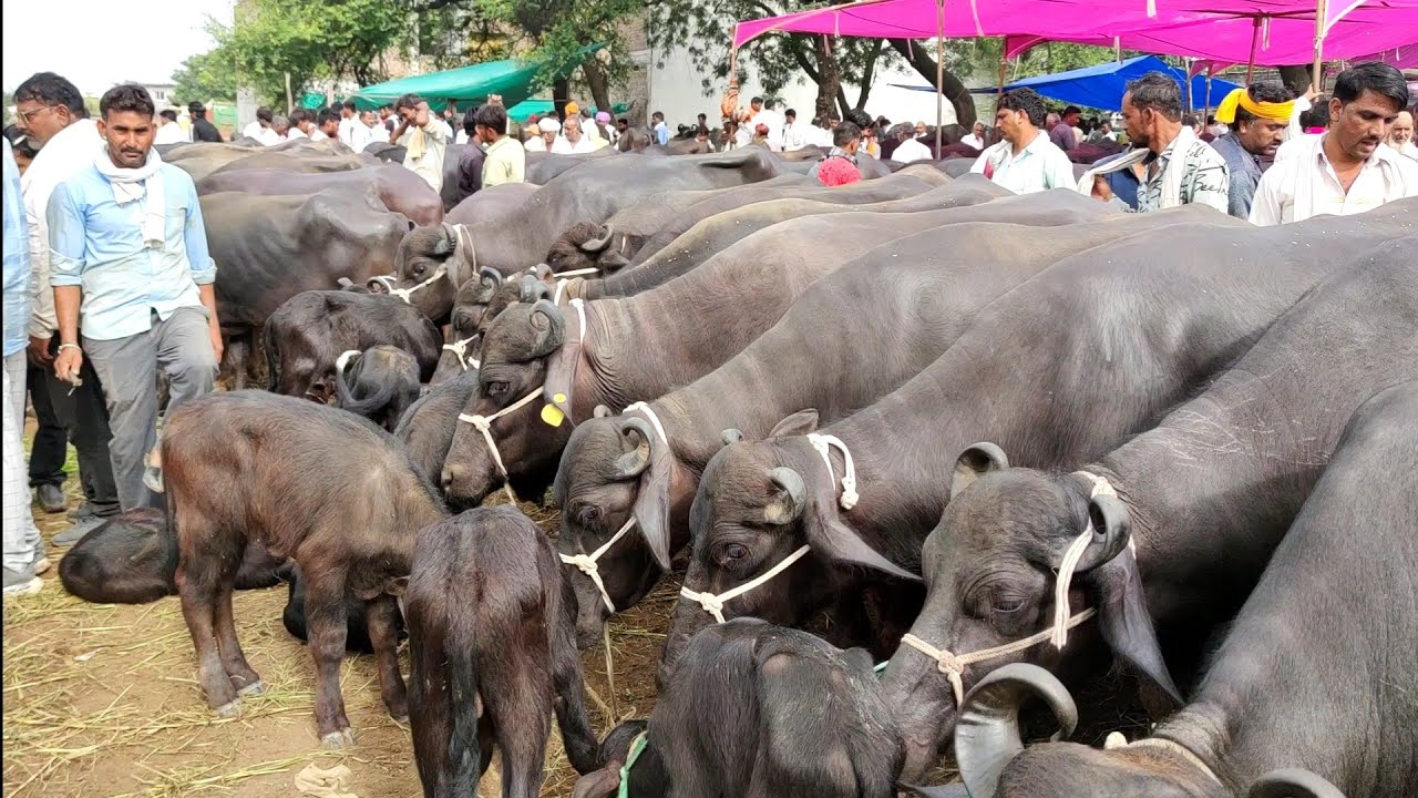 #धुंधडका mp #मुर्रा भैंस मंडी | bhains ki video dhundhadka धुंधडका में भैंस किस कीमत में मिल जाती है