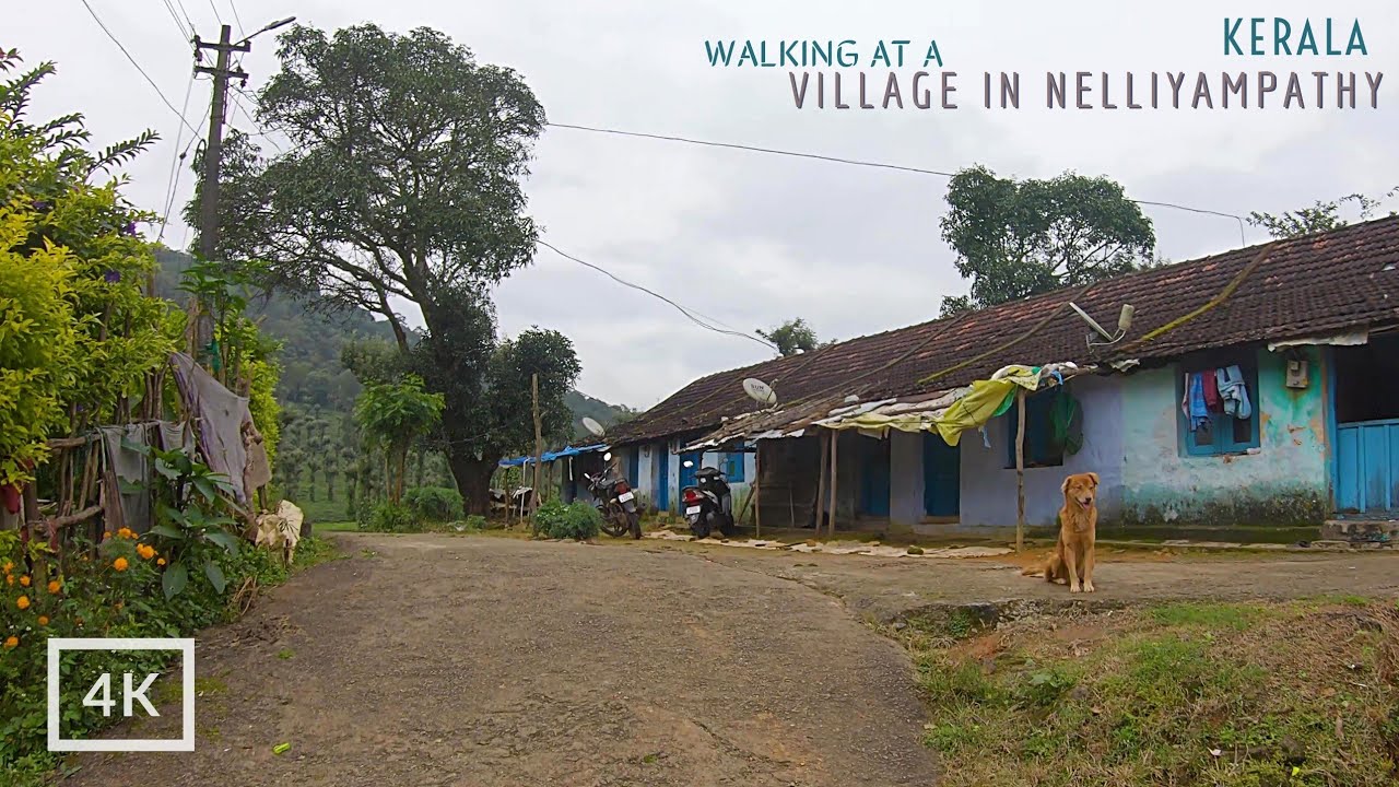 See the beauty of this amazing hillside village in Kerala, India | Nelliyampathy | 4K Walking tour