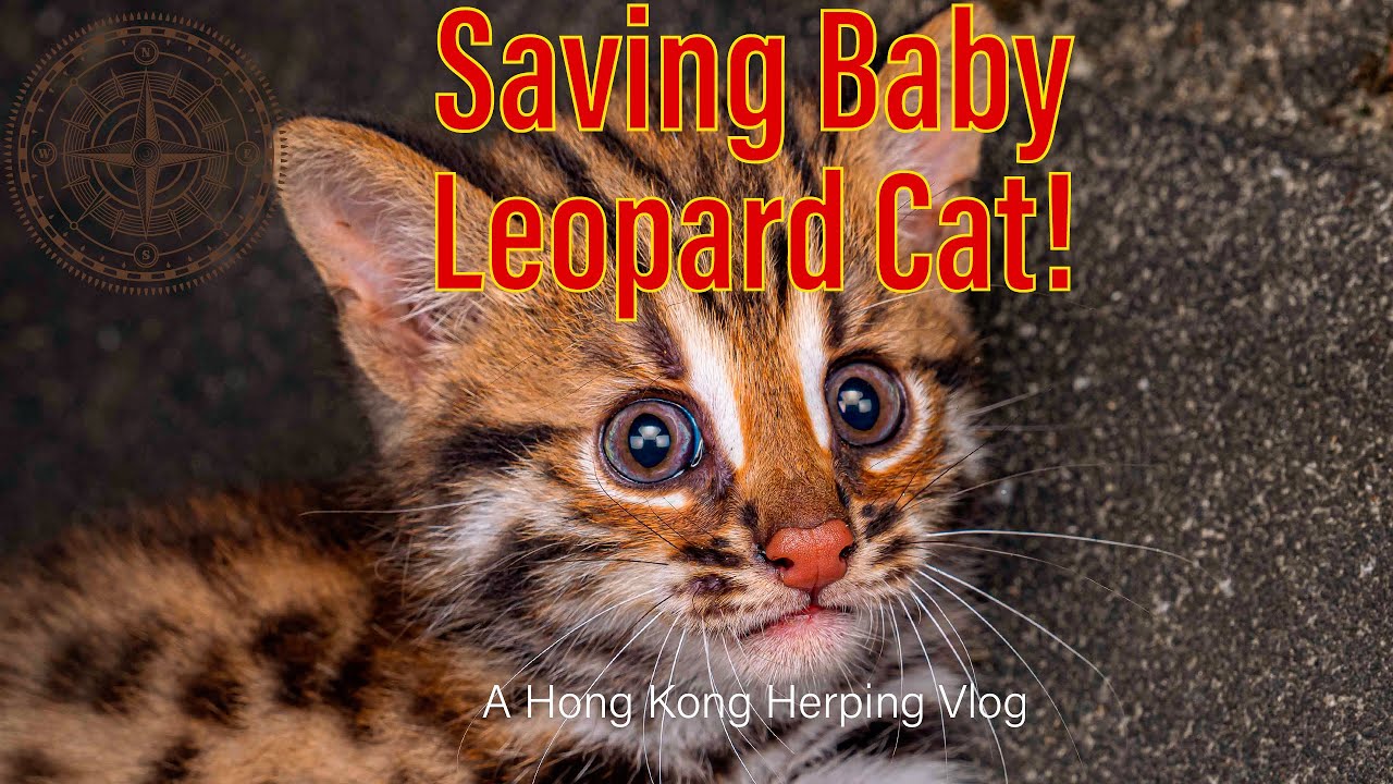Saving Baby Leopard Cat!