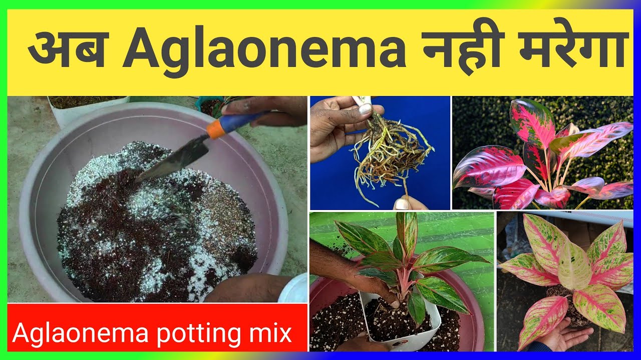 ऐसी पोटिंग मिक्स में aglaonema को लगाओ, नही मरेगा,सालो साल रहेगा | potting mix for Aglaonema plant