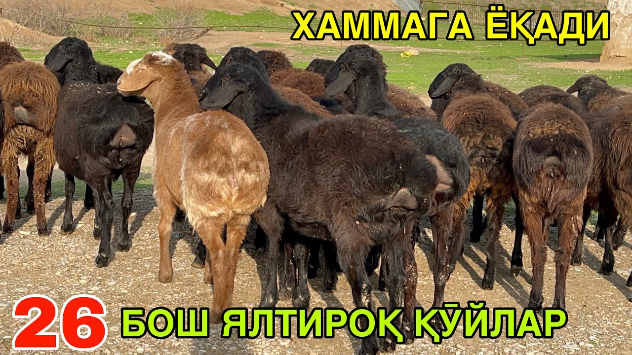 АРЗОН ҚӮЙЛАР КЕЛДИ. ☎️+998976388700