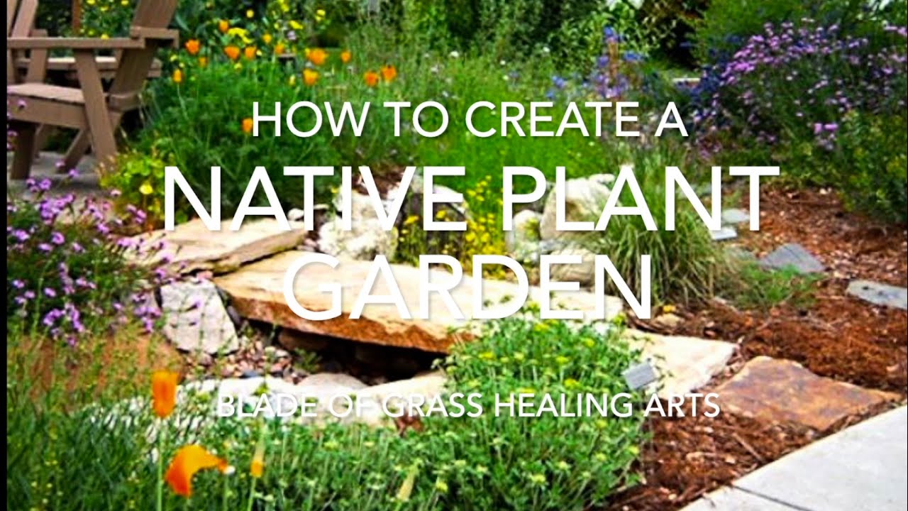 Creating a Colorado Native Plant Garden replace a sod lawn to reduce water and promote biodiversity