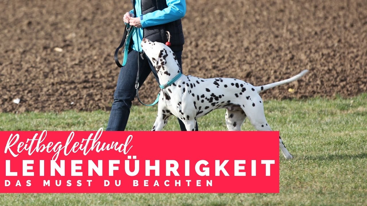 Reitbegleithund | einfaches Führtraining