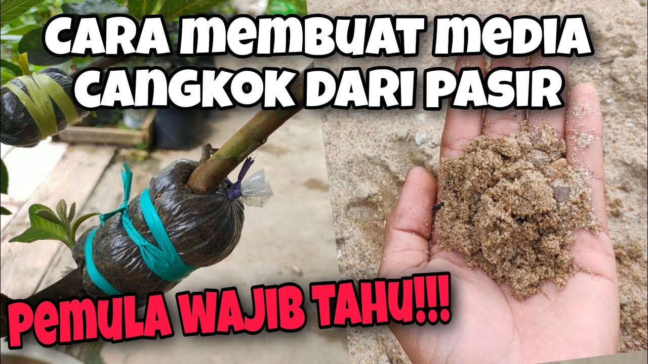 Cara Membuat Media Cangkok Terbaik Praktis Berbahan Pasir‼️