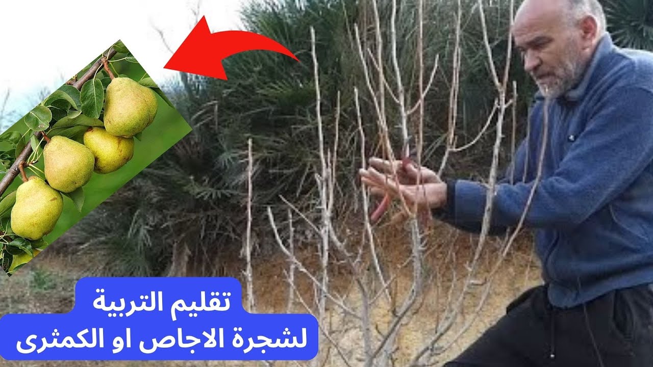 تقليم شجرة الاجاص او الكمثرى  والتعرف على الفرق بين الدوابر الثمرية والخشبية .