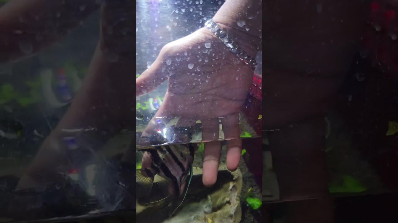 NewYorkSteelo Aquariums - Episode 1 - New Beginnings, Fish Disease, Euthanize Methods?