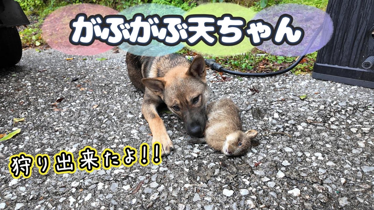 がぶがぶ天ちゃん　＃78　初狩り！野ウサギ。生後5ヶ月