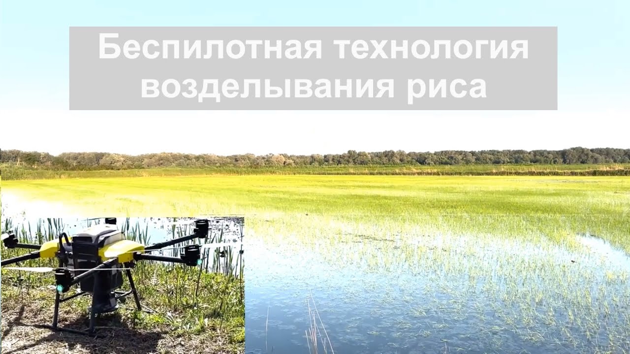 Беспилотная технология возделывания риса / результаты