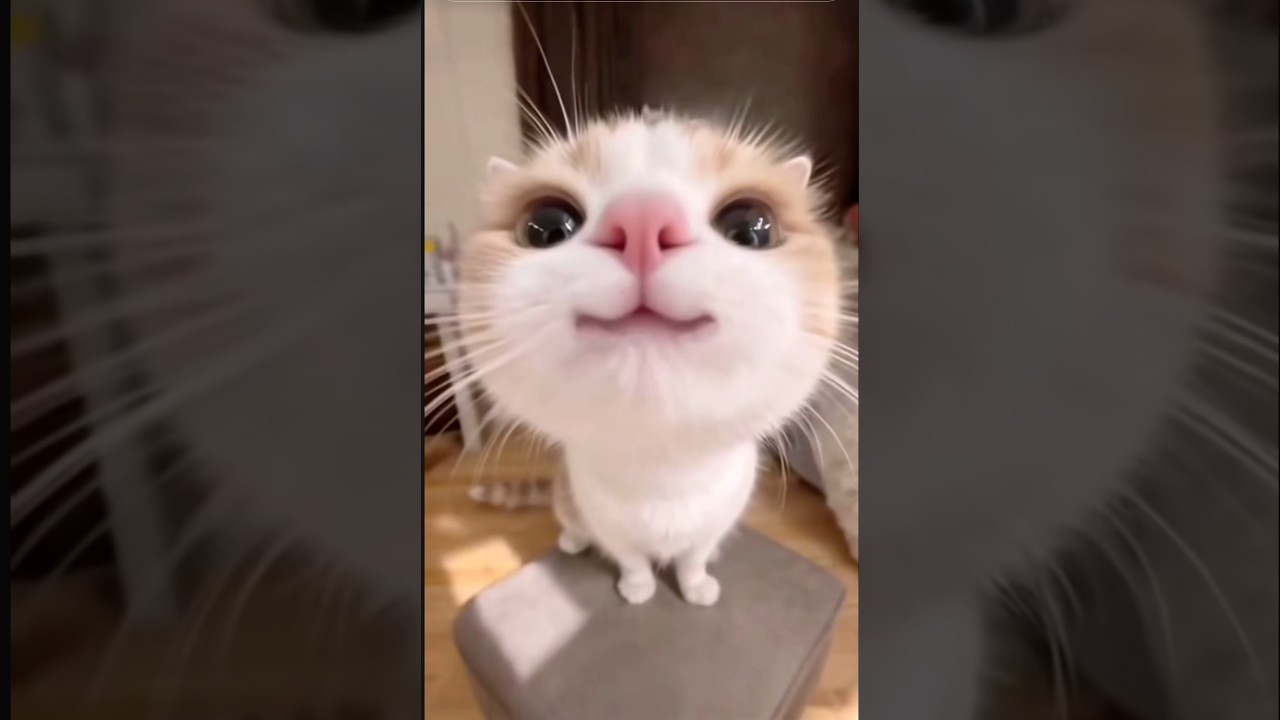 Funny Cats 2026 😂 Cute and Funny Cat Moments