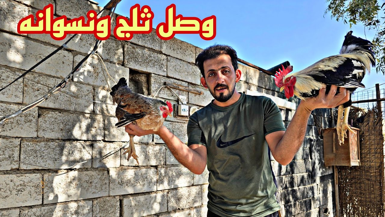 وصل ثلج ونسوانه المزرعه بيضن الفناجس 