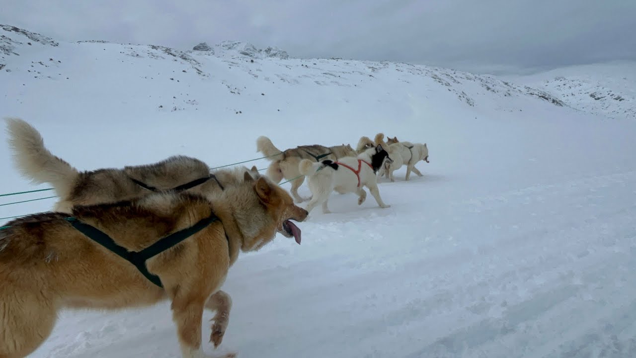 DOG SLEDDING East Greenland - An unforgettable experience of travelling through the Arctic Landscape