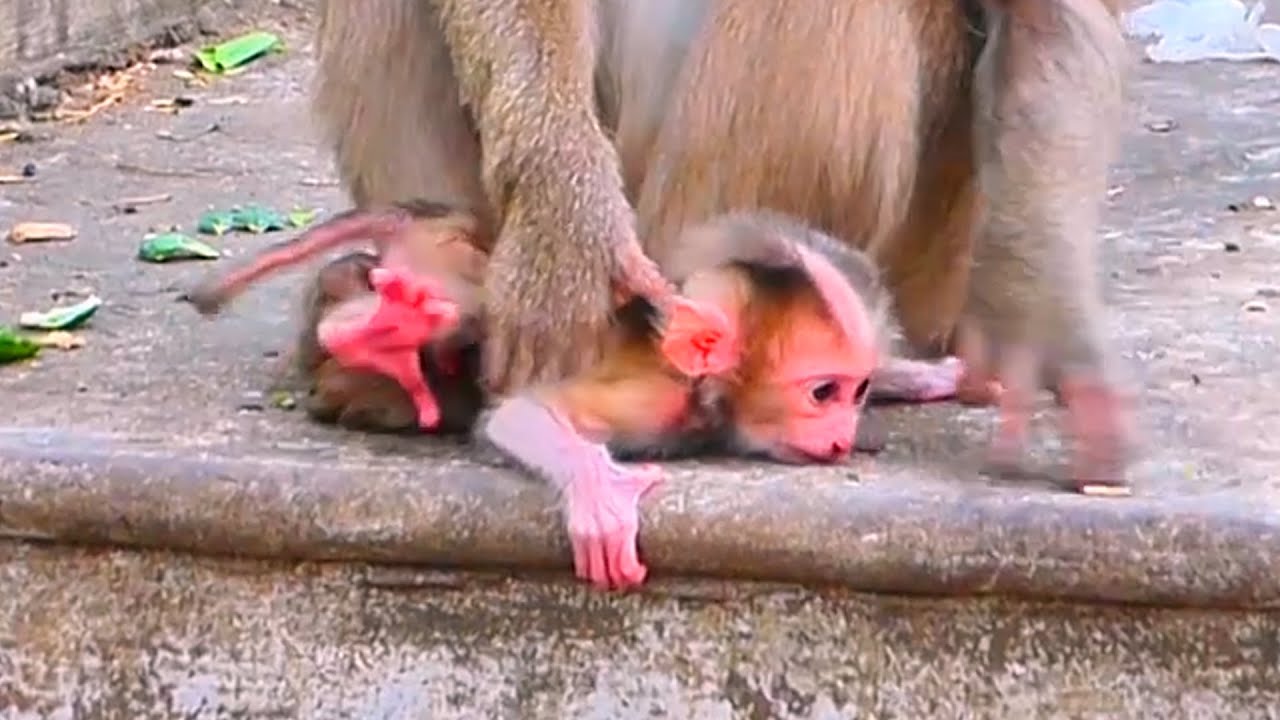 Baby Monkey Isn’t Ready to Walk Yet — She Wants Mama’s Hugs Instead 💛🌿