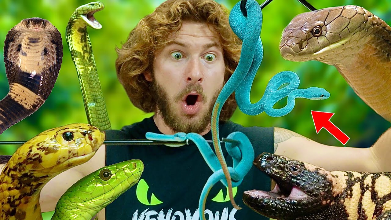 Feeding World’s Most VENOMOUS SNAKES!
