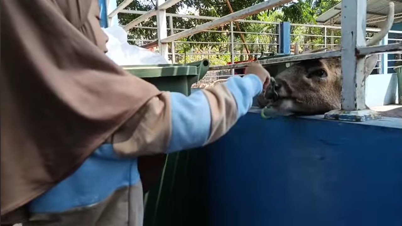 VLOG TAMAN FLORA SURABAYA || ADA RUSA DAN BURUNG. 